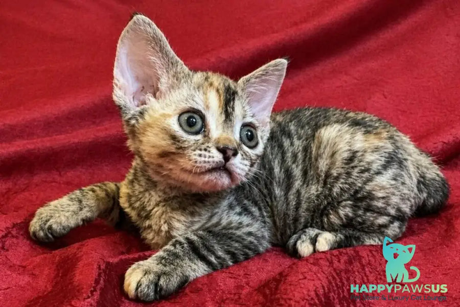 Bella Devon Rex female black tortie spotted tabby - live animals