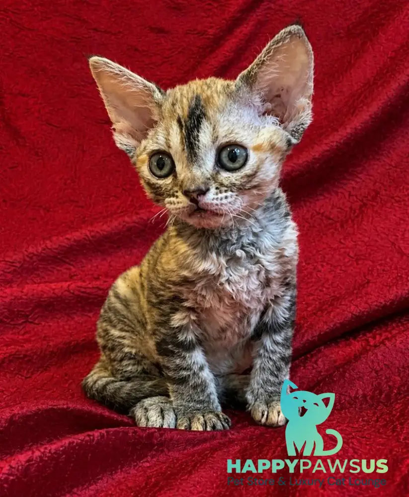 Bella Devon Rex female black tortie spotted tabby - live animals