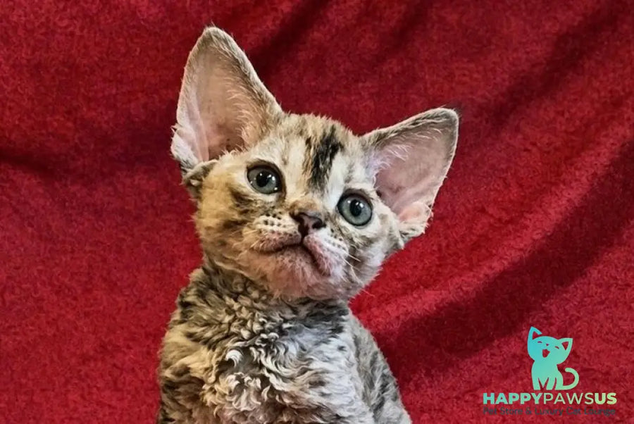 Bella Devon Rex female black tortie spotted tabby - live animals