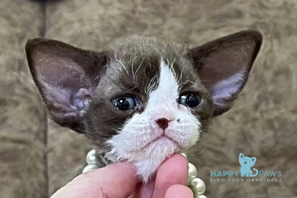 Bella Devon Rex female red bicolour - live animals