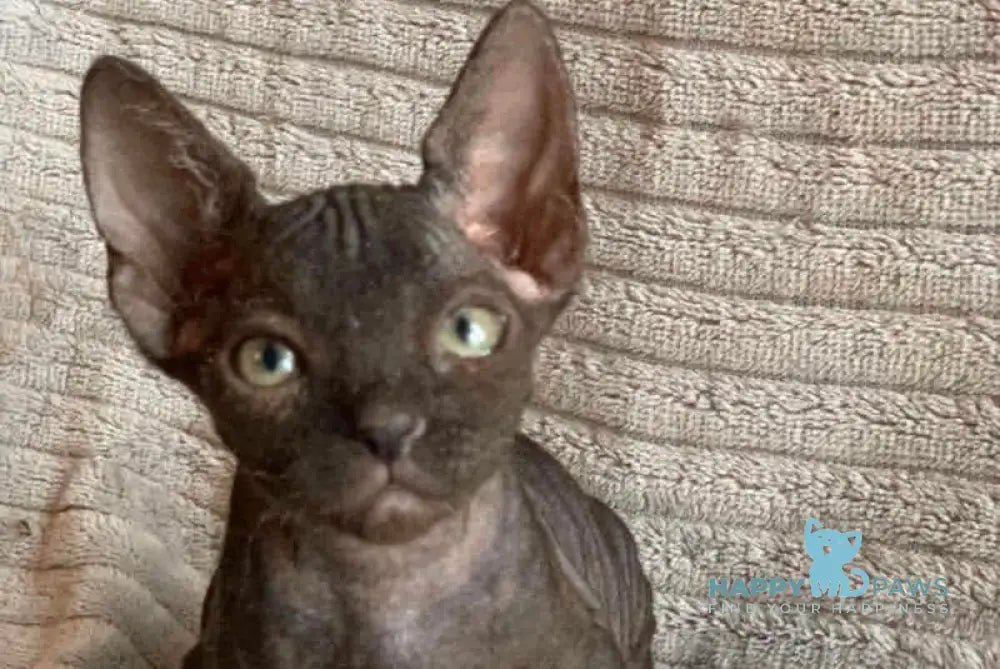 Bella Don Sphynx female black - live animals