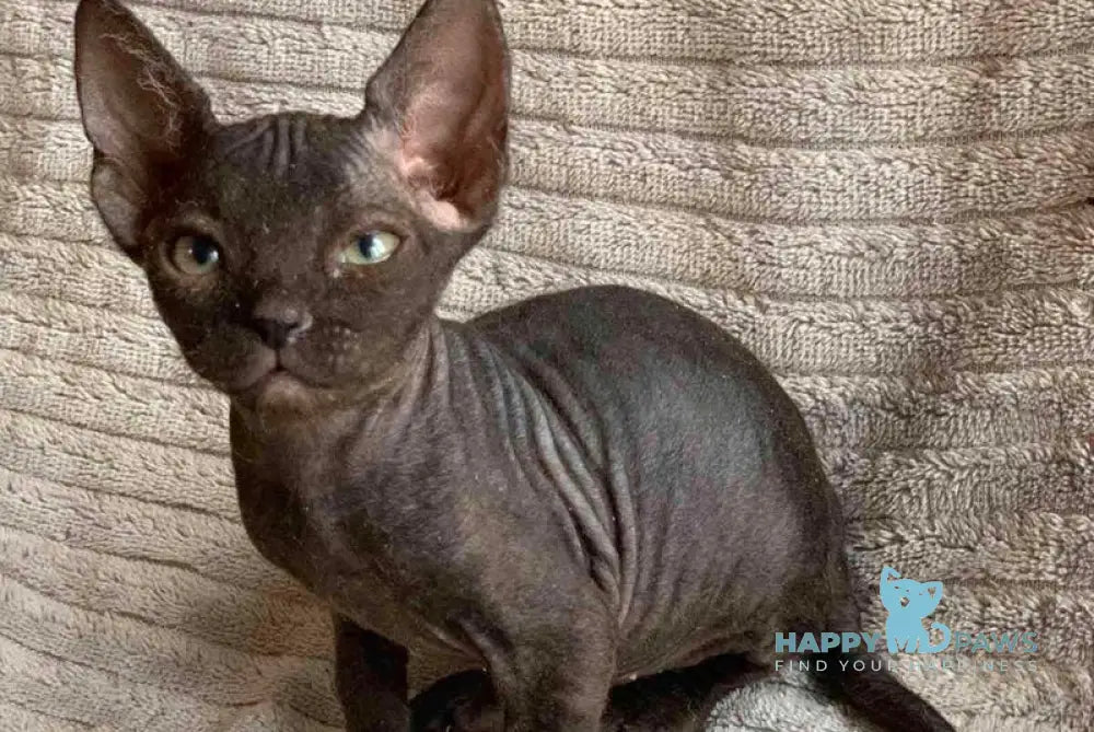 Bella Don Sphynx female black - live animals