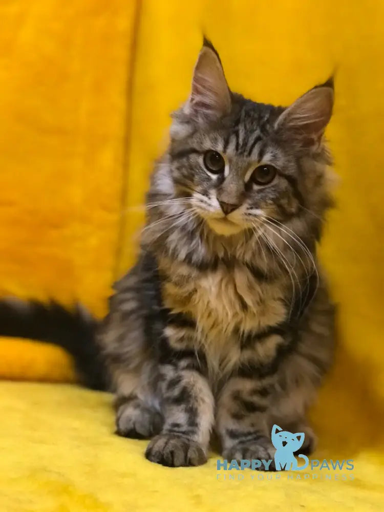 Bella Maine Coon female black tabby live animals