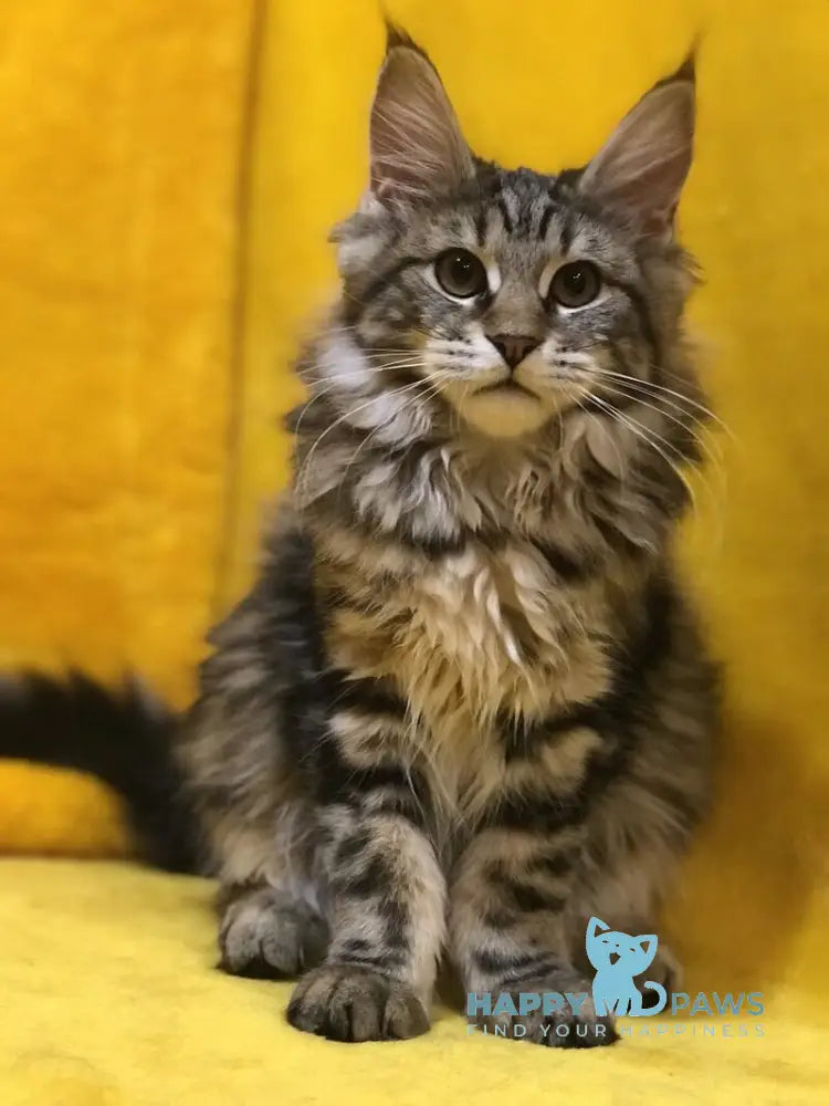 Bella Maine Coon female black tabby live animals