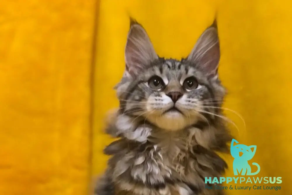 Bella Maine Coon female black tabby live animals