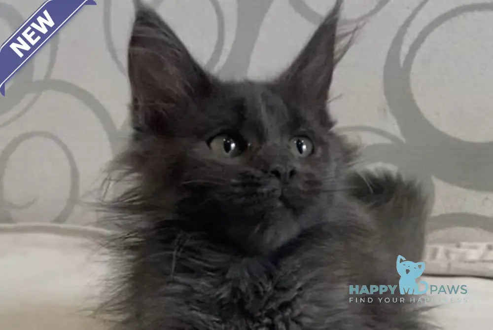 Bella Maine Coon female blue live animals