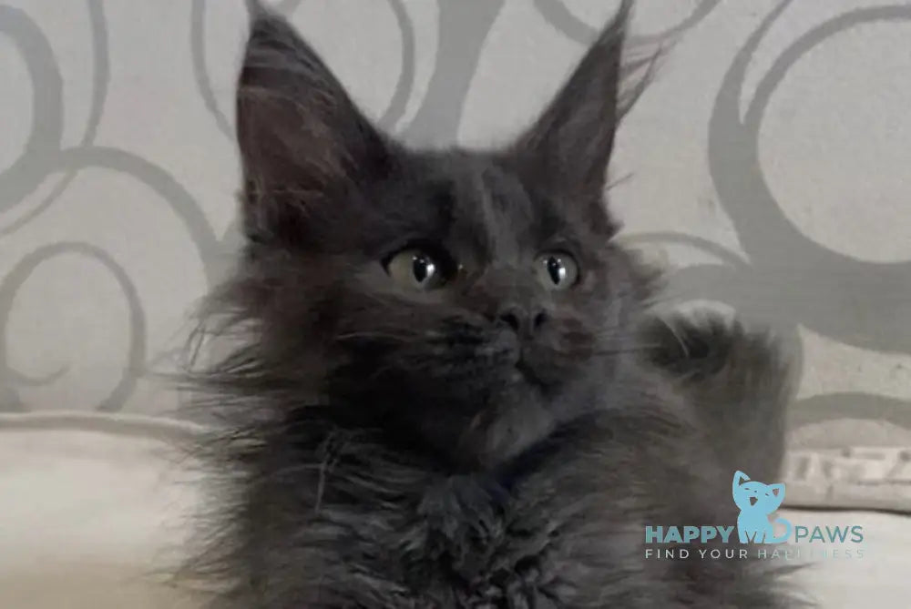 Bella Maine Coon female blue live animals