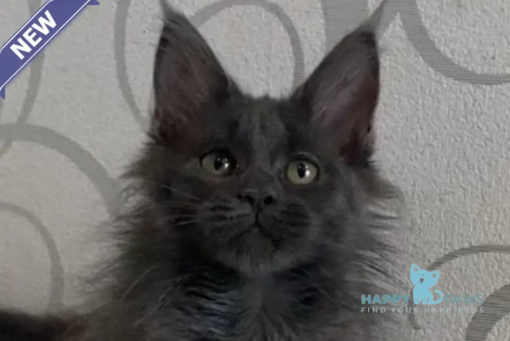 Bella Maine Coon female blue live animals