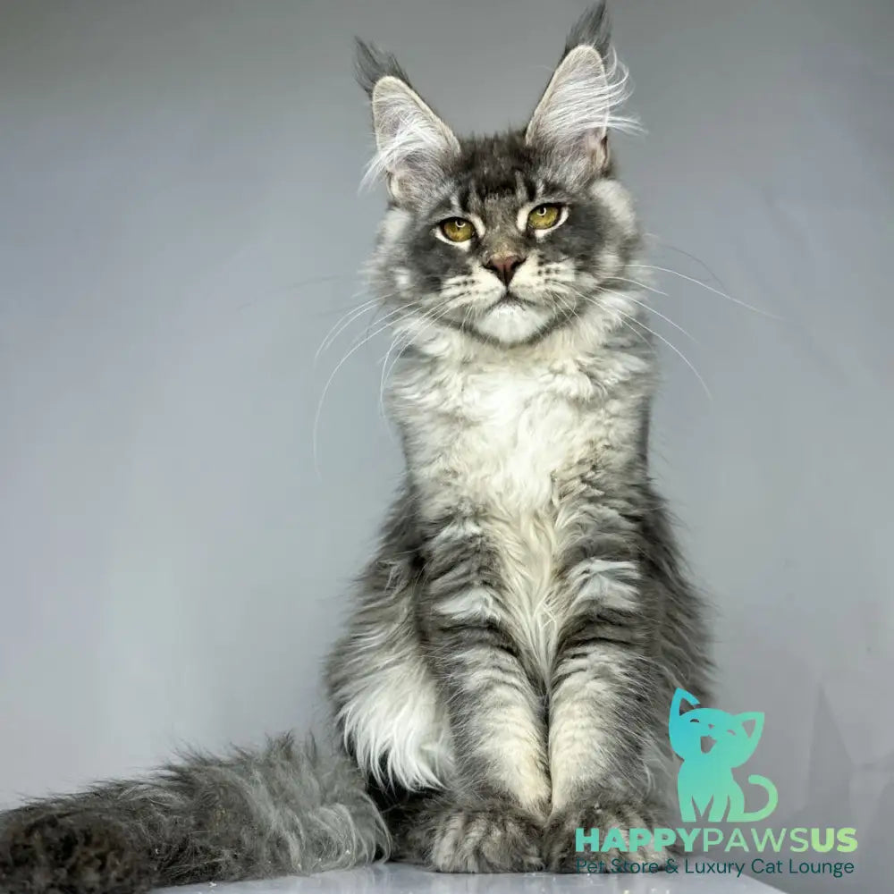 Bella Maine Coon female blue ticked tabby - live animals