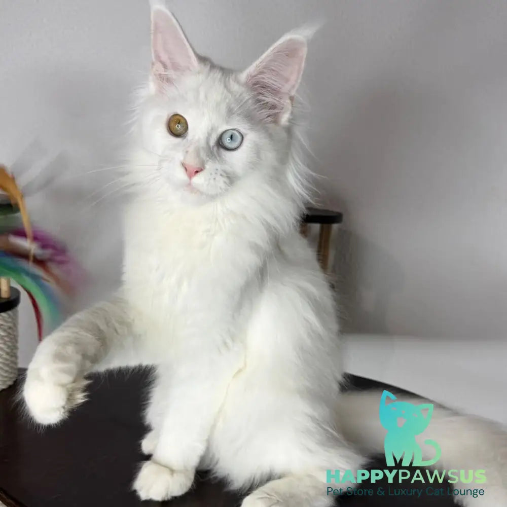 Bella Maine Coon female white - live animals