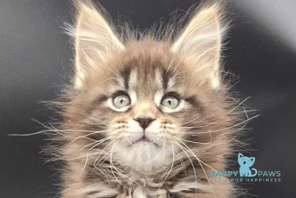 Bella Maine Coon polydactyl female black tabby live animals