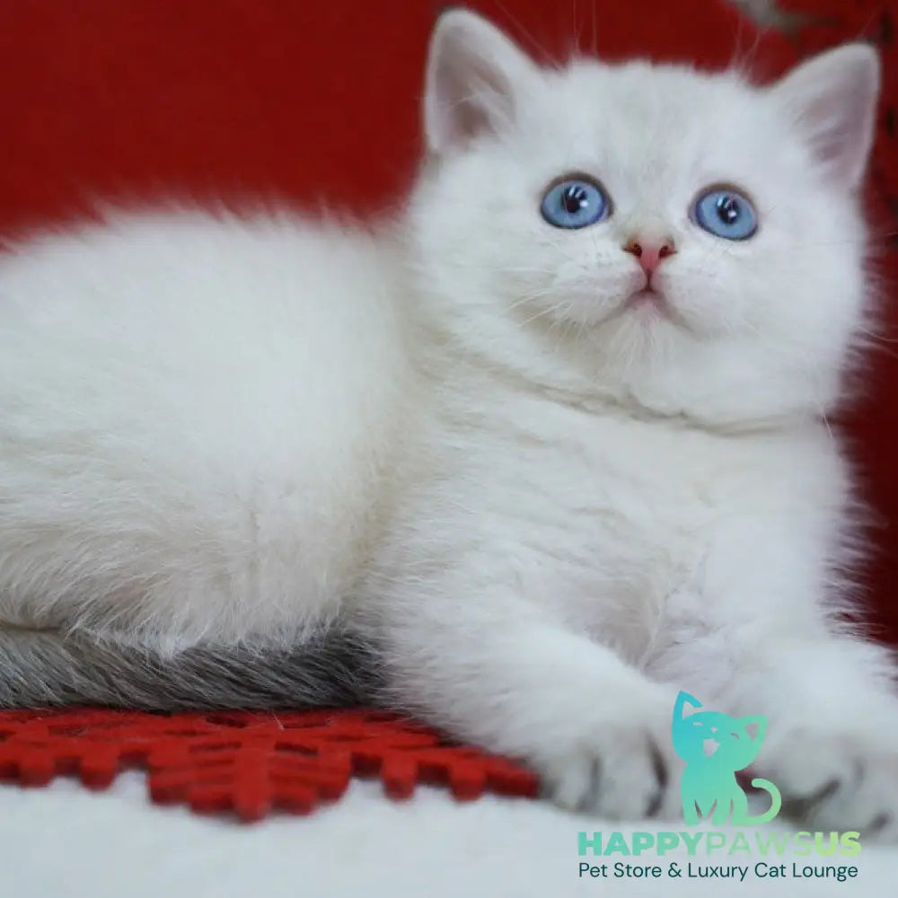Bella Scottish Straight female blue tabby pointed - live animals