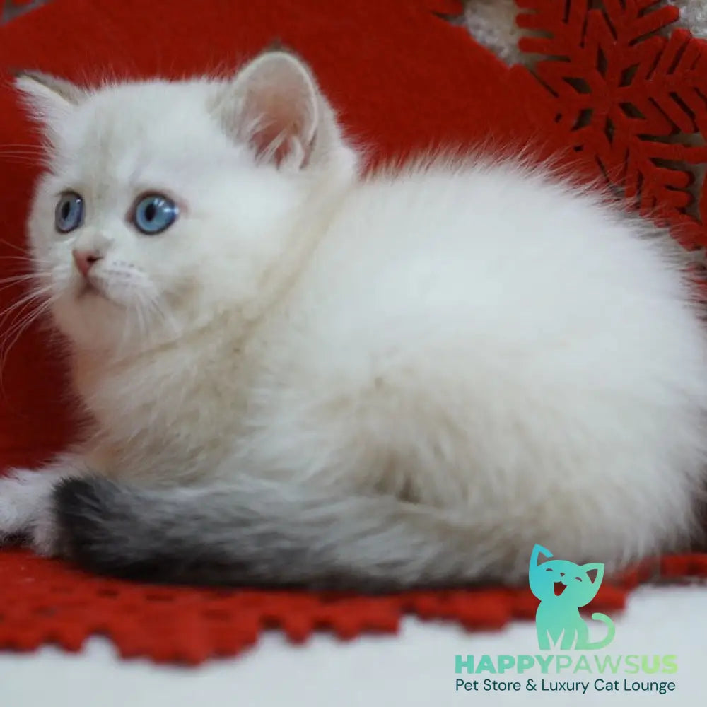 Bella Scottish Straight female blue tabby pointed - live animals