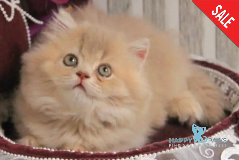 Ben British Longhair male lilac golden ticked tabby live animals