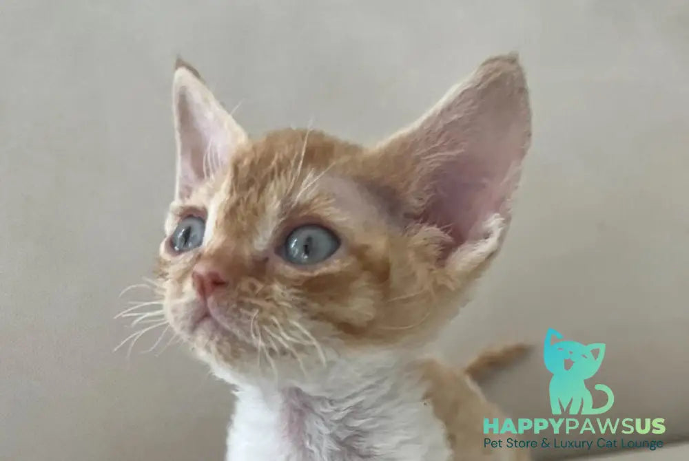 Ben Devon Rex male red spotted tabby bicolour - live animals