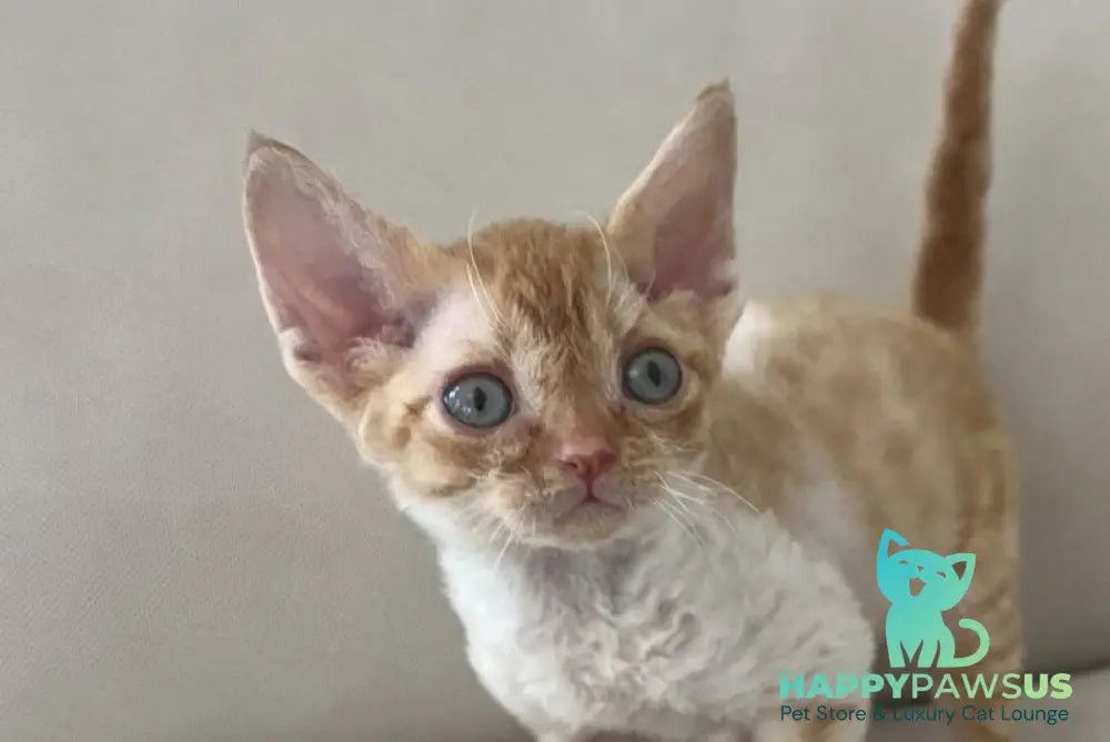 Ben Devon Rex male red spotted tabby bicolour - live animals