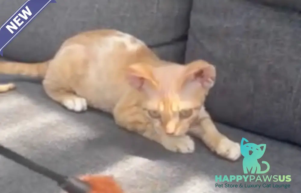 Ben Devon Rex male red spotted tabby bicolour - live animals