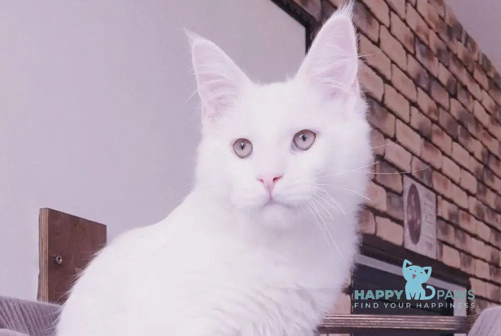Ben Maine Coon male white live animals