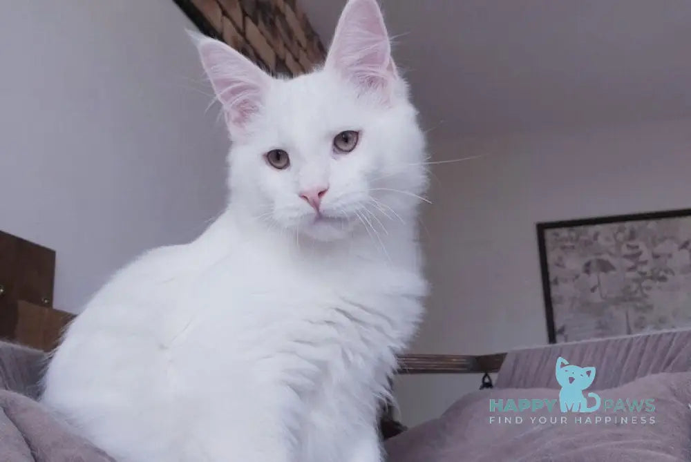 Ben Maine Coon male white live animals