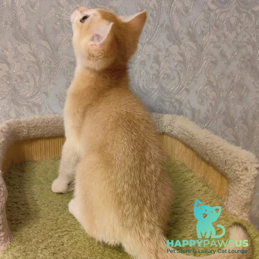 Benedict Scottish Straight male black golden chinchilla - live animals