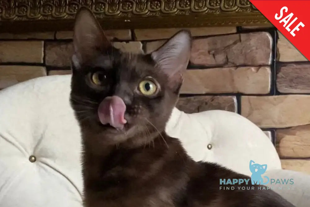 Benjamin Bengal male black spotted tabby live animals