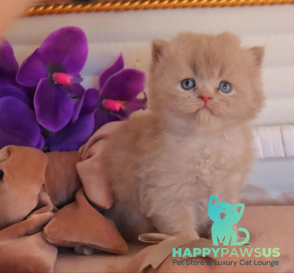 Benjamin British Longhair male fawn - live animals