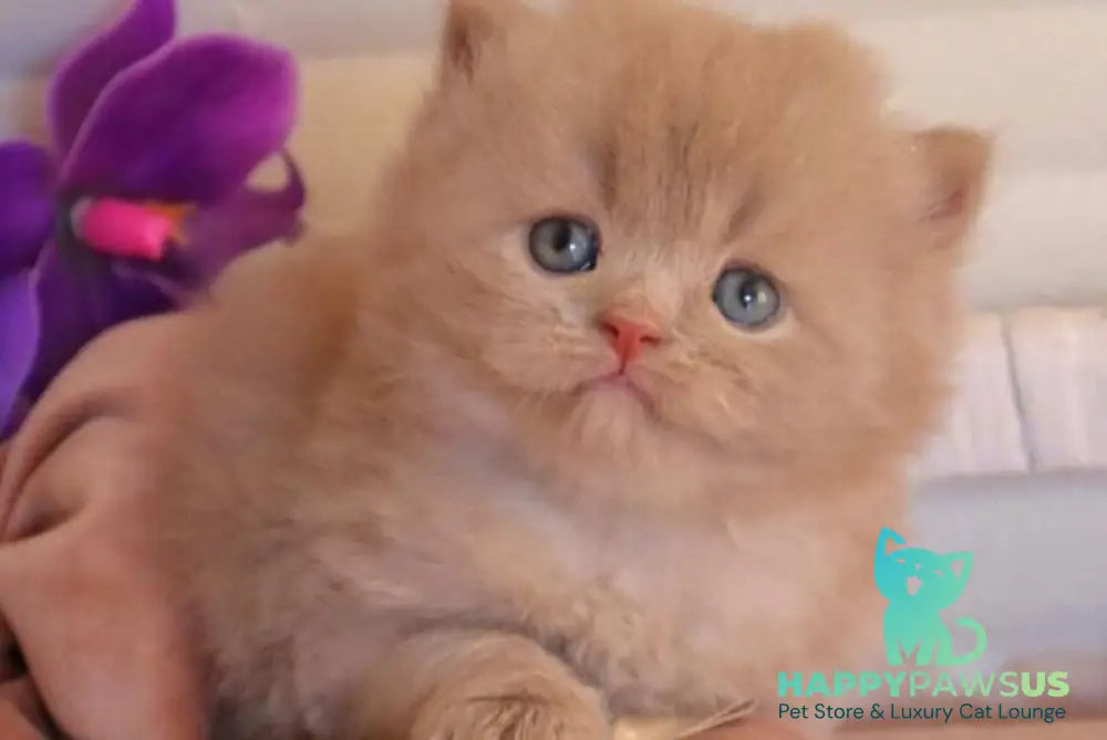 Benjamin British Longhair male fawn - live animals