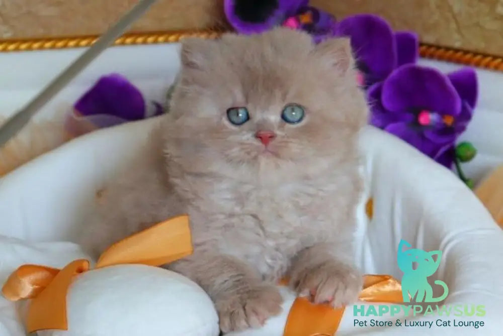 Benjamin British Longhair male fawn - live animals