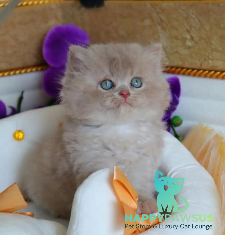 Benjamin British Longhair male fawn - live animals