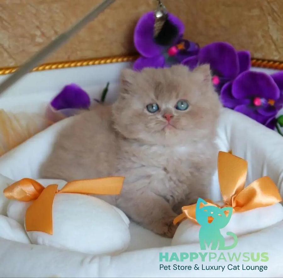 Benjamin British Longhair male fawn - live animals