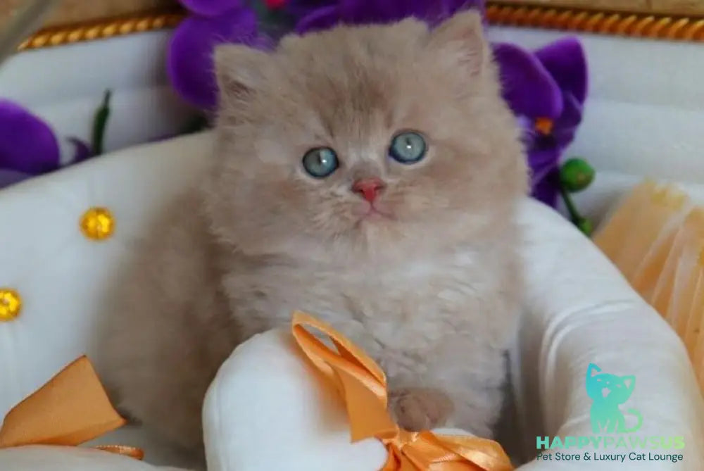 Benjamin British Longhair male fawn - live animals