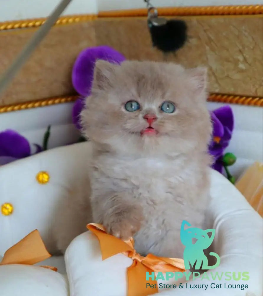 Benjamin British Longhair male fawn - live animals