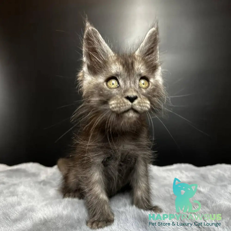 Benjamin Maine Coon male black silver - live animals