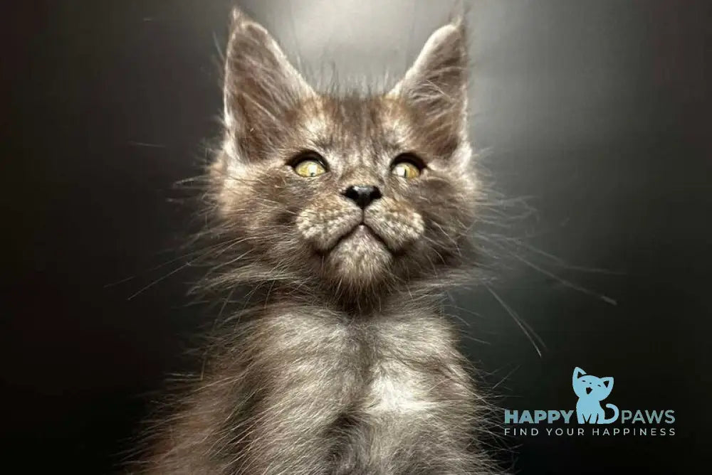 Benjamin Maine Coon male black silver - live animals