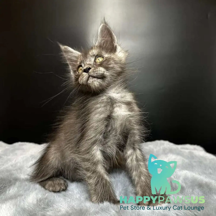 Benjamin Maine Coon male black silver - live animals