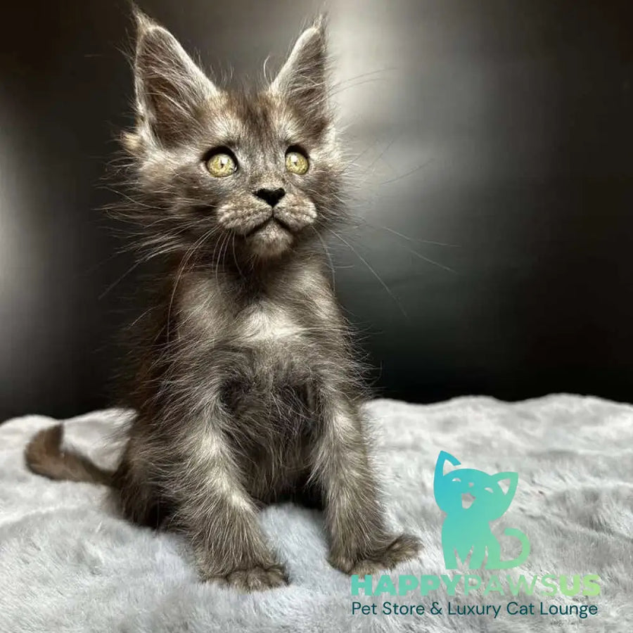 Benjamin Maine Coon male black silver - live animals