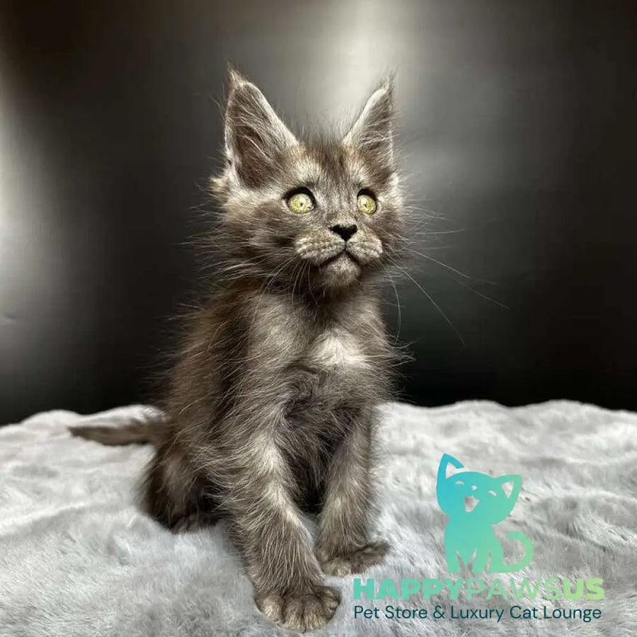 Benjamin Maine Coon male black silver - live animals
