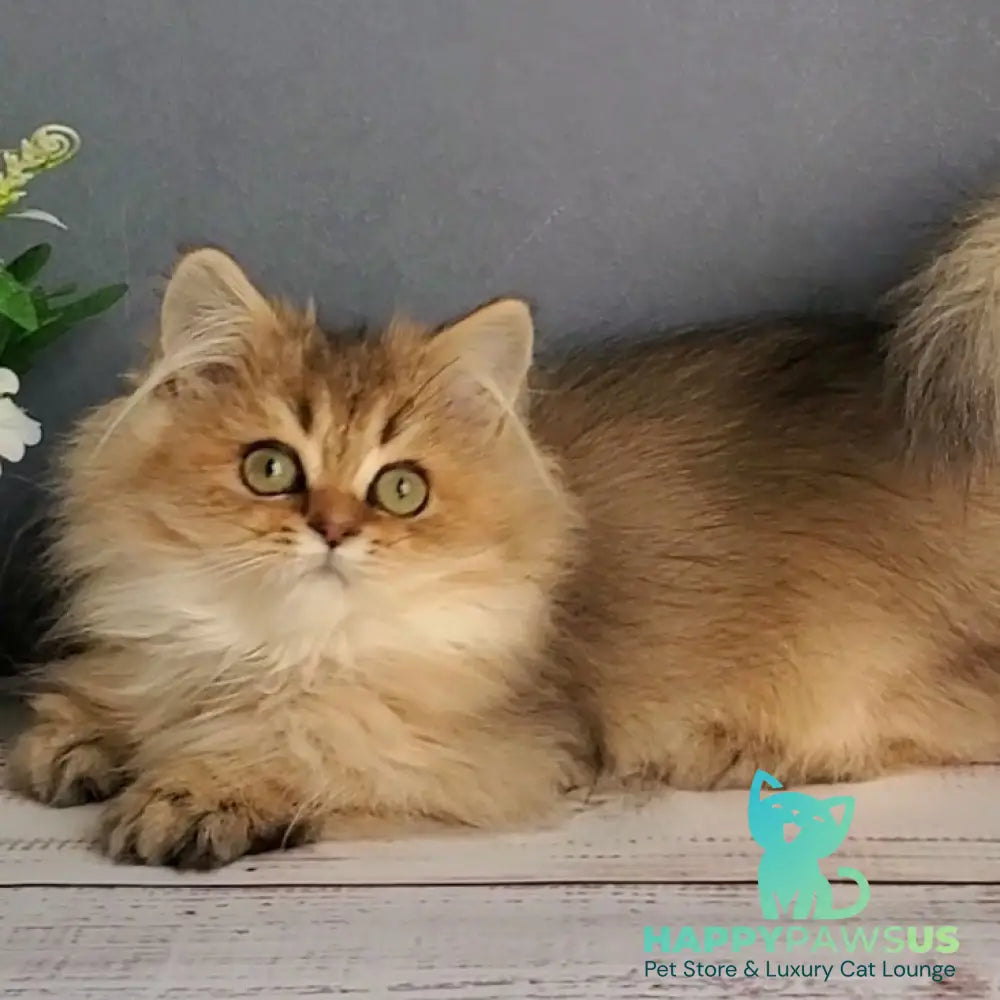 Benji British Longhair male black golden ticked tabby - live animals