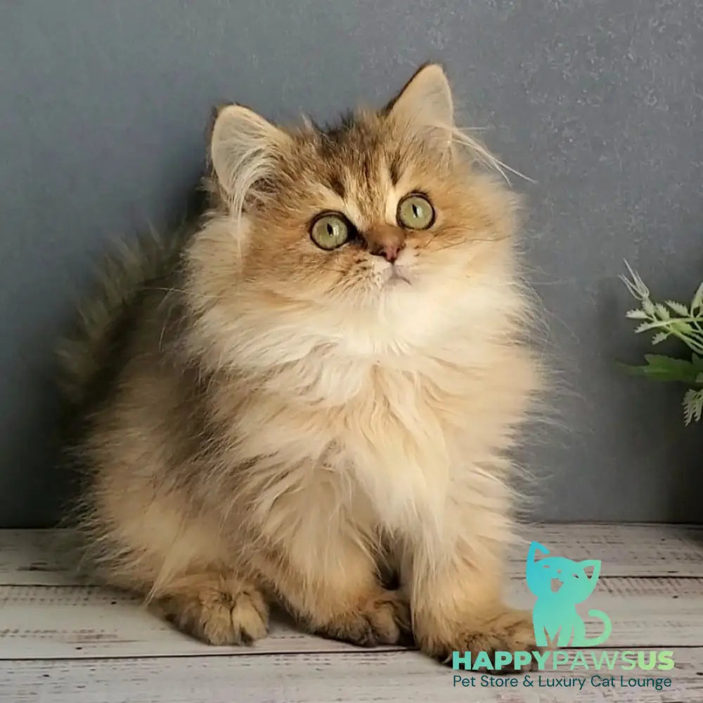 Benji British Longhair male black golden ticked tabby - live animals