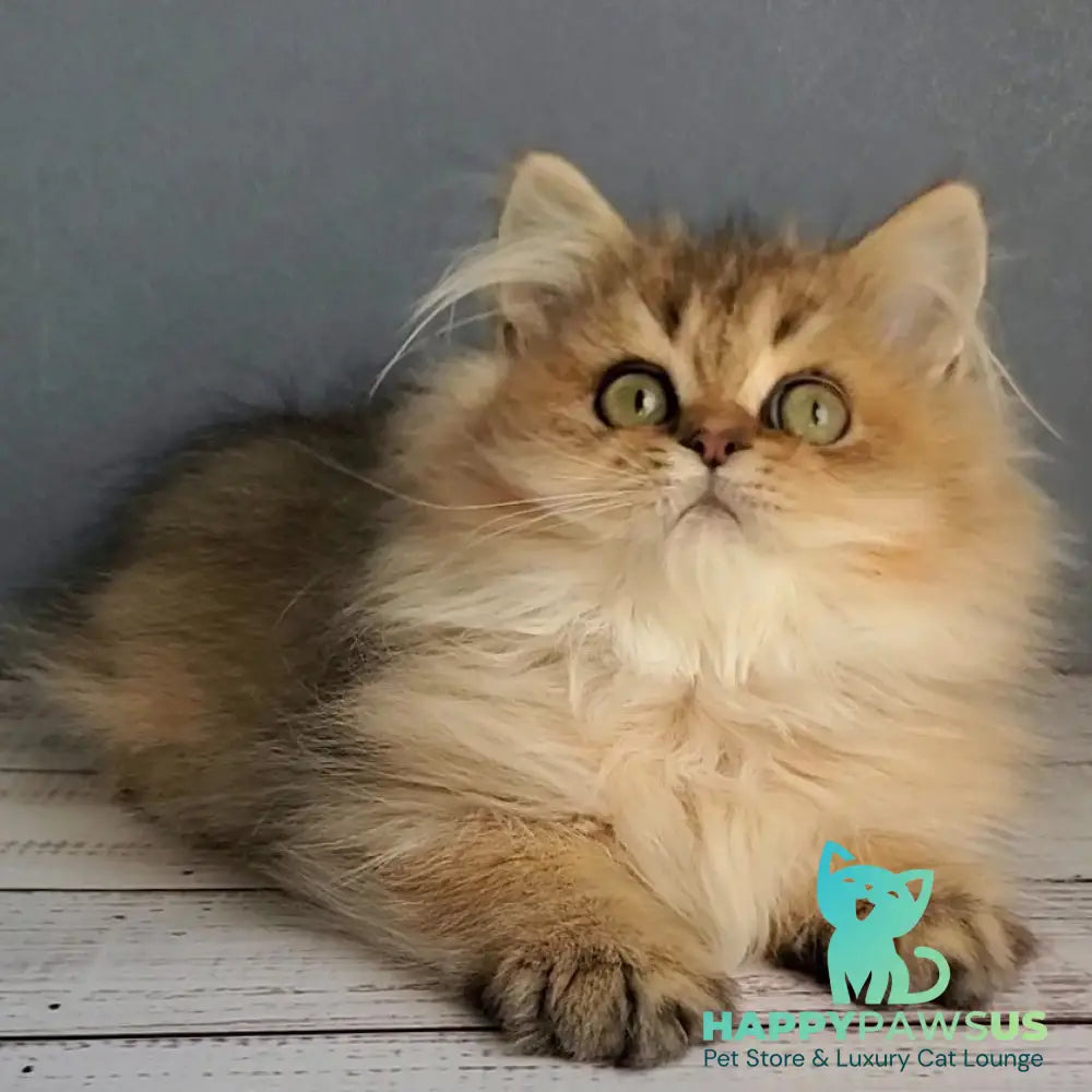 Benji British Longhair male black golden ticked tabby - live animals