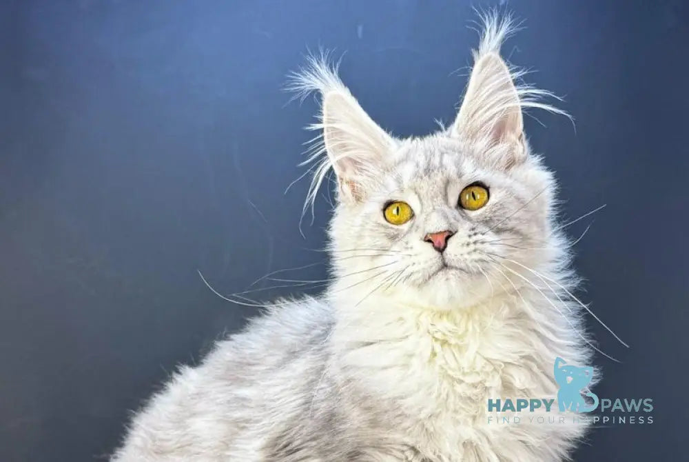 Benji Maine Coon male black silver tabby live animals