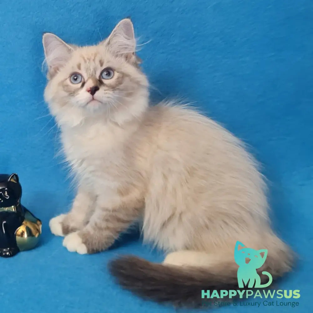 Benji Siberian male black tabby pointed - live animals