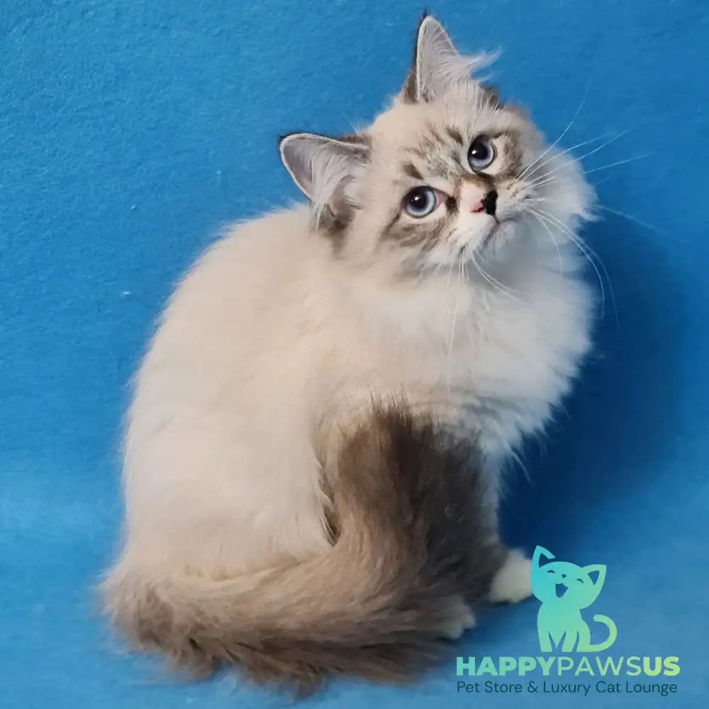 Benji Siberian male black tabby pointed - live animals