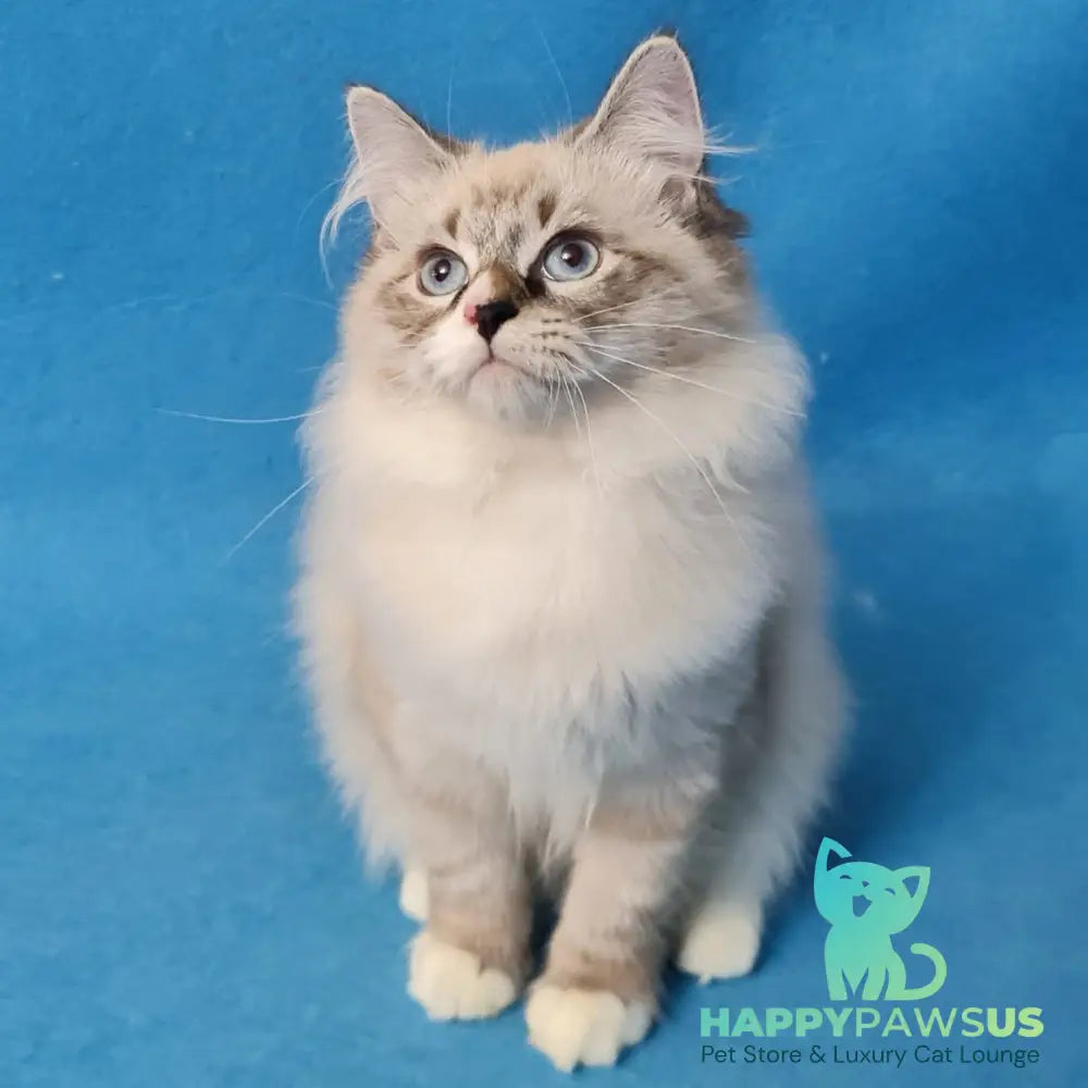Benji Siberian male black tabby pointed - live animals
