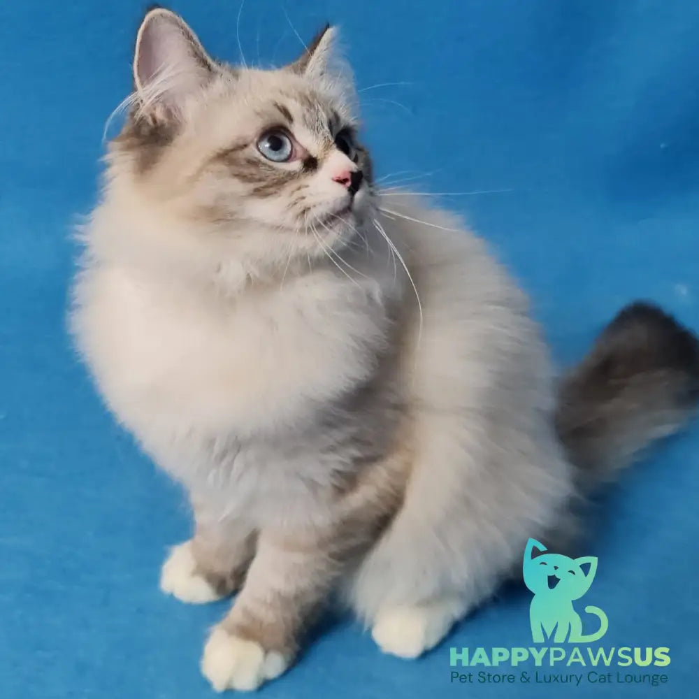 Benji Siberian male black tabby pointed - live animals