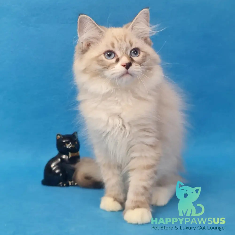 Benji Siberian male black tabby pointed - live animals