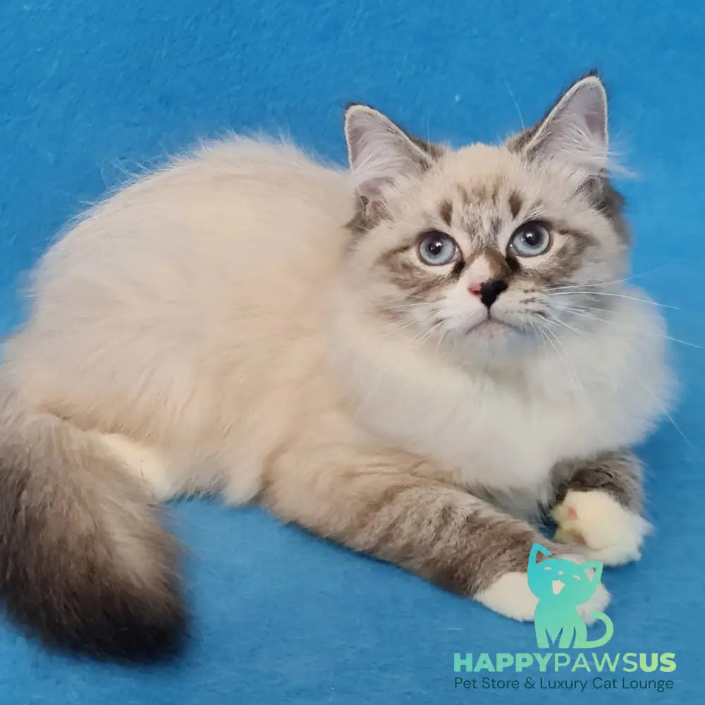 Benji Siberian male black tabby pointed - live animals