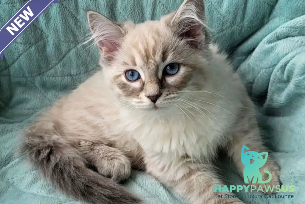 Benji Siberian male blue tabby pointed - live animals