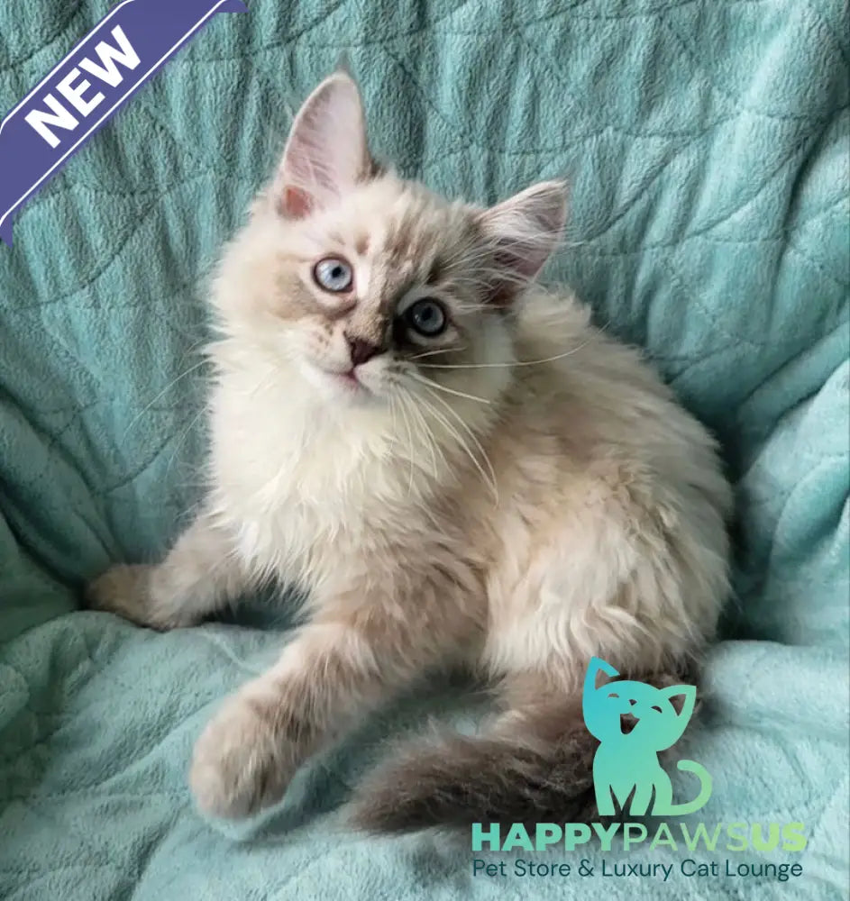 Benji Siberian male blue tabby pointed - live animals