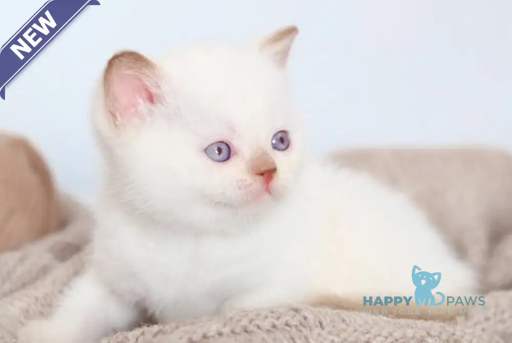 Benjy British Shorthair male cinnamon bicolour live animals